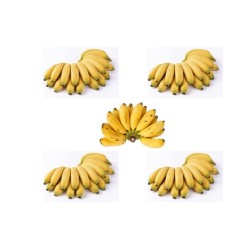 Plátano fruta maduro cinco manos (10.0-15.0 lb / 4.6-7.0 kg)