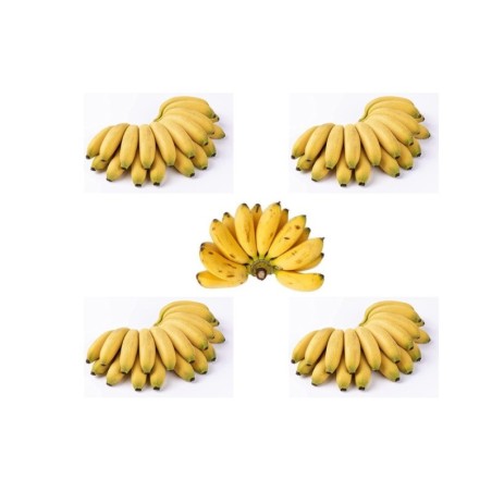 Plátano fruta maduro cinco manos (10.0-15.0 lb / 4.6-7.0 kg)