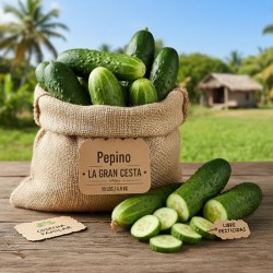 Pepino (10.0lb / 4.6 kg)