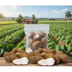 Malanga (10.0 lb / 4.6 kg)