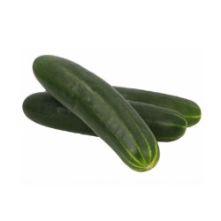 Pepino (10.0lb / 4.6 kg)