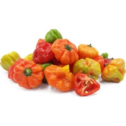 Ají cachucha (1.0 lb / 0.4 kg)